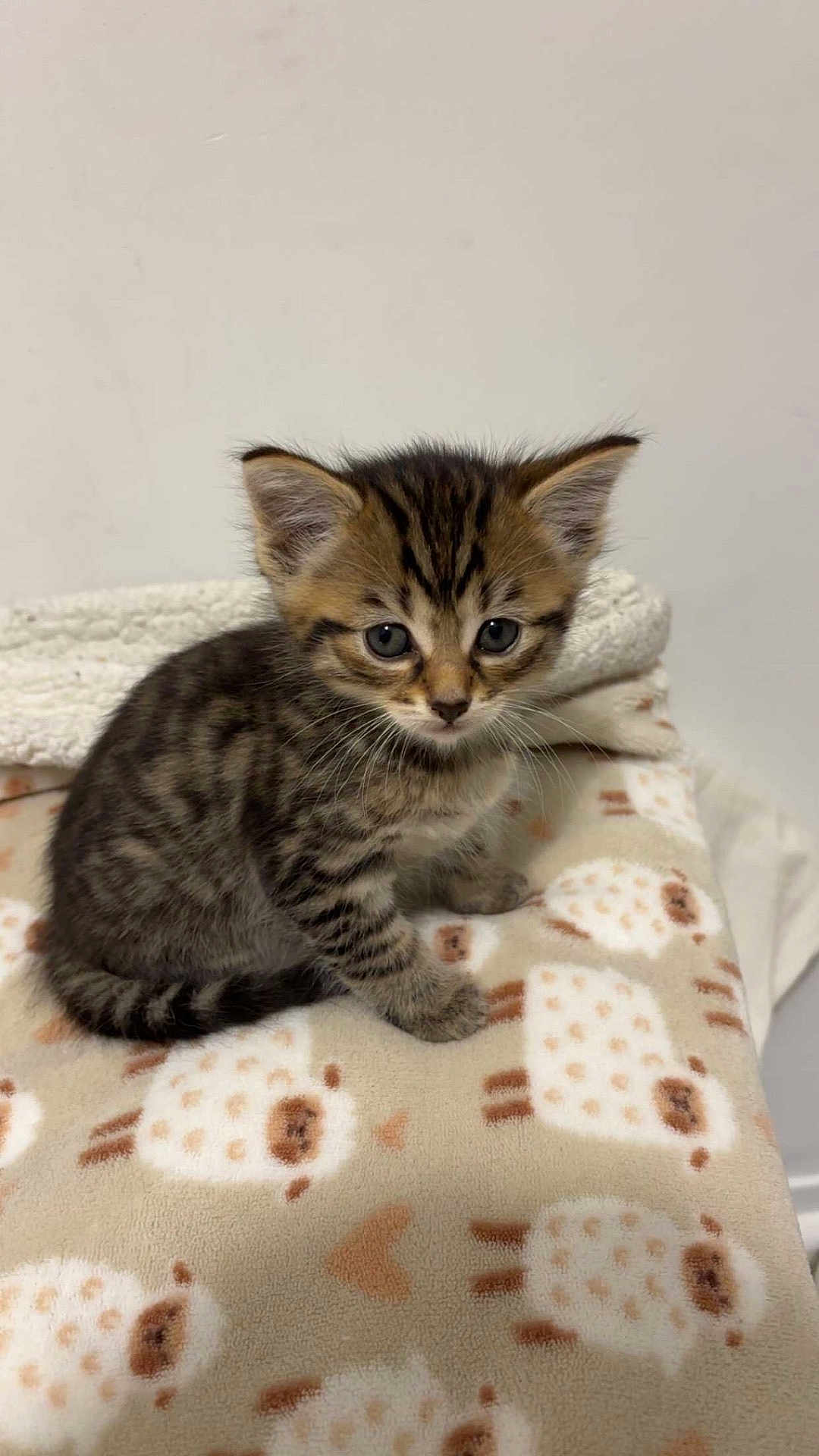 Django a rejoint le concours — aidez-le/la à gagner de superbes lots ! kitten, tabby, cat, feline, pet, animal, cute, fur, whiskers, ears, eyes, blanket, sheep_pattern, soft, indoor, young, small, adorable, sitting, curious