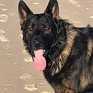 Kaiser joined the competition — help win amazing prizes! animal, canine, closeup, daylight, dog, ears, footprints, fur, german_shepherd, happy, mammal, nature, nose, outdoor, pet, portrait, sand, standing, sunlight, tongue_out