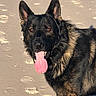 animal, canine, closeup, daylight, dog, ears, footprints, fur, german_shepherd, happy, mammal, nature, nose, outdoor, pet, portrait, sand, standing, sunlight, tongue_out