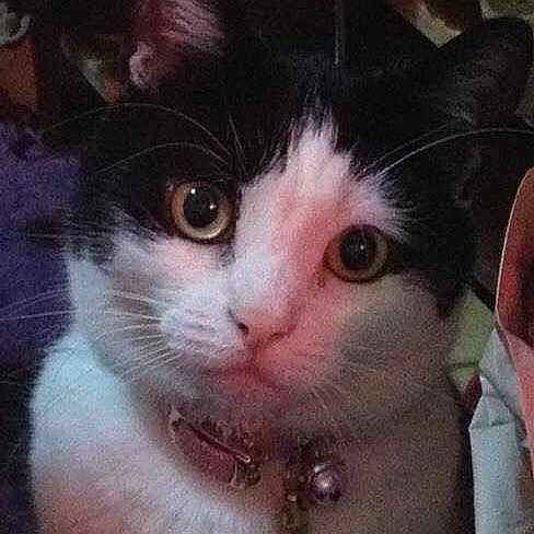 Tinkerbella
