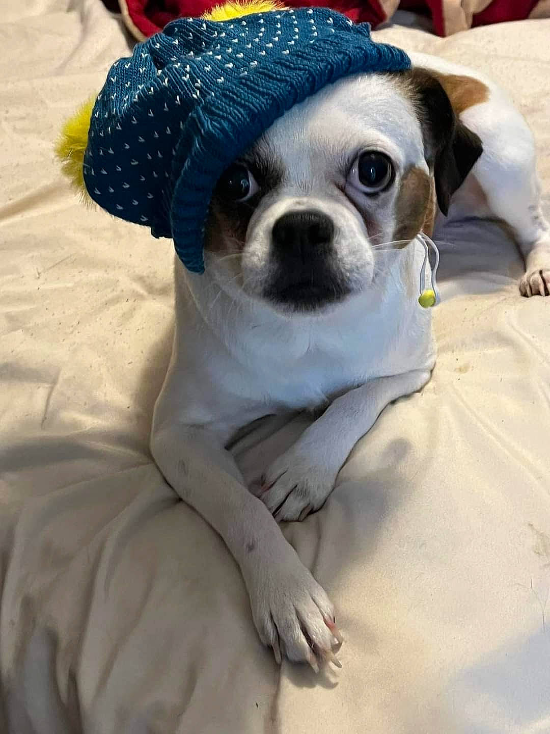 Barney joined the competition — help win amazing prizes! bone, canidae, carnivore, chihuahua, comfort, companion_dog, costume_hat, dog, dog_breed, dog_clothes, dog_supply, eyewear, fawn, fur, hat, sporting_group, sunglasses, toy_dog, whiskers, working_animal