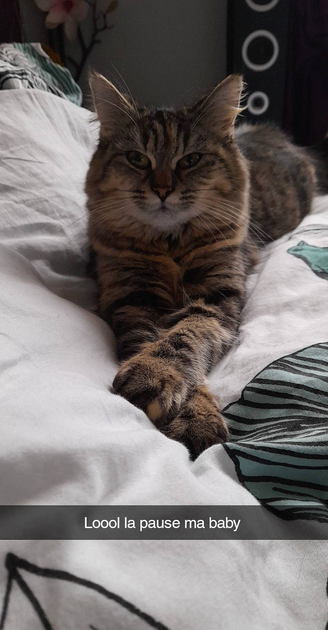 Rubi a rejoint le concours — aidez-le/la à gagner de superbes lots ! carnivore, cat, claw, comfort, domestic_short_haired_cat, fawn, felidae, fur, grey, linens, nap, paw, sleep, small_to_medium_sized_cats, snout, tail, terrestrial_animal, textile, whiskers, wildlife