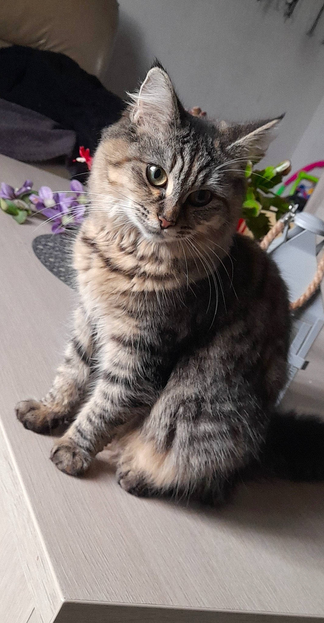 Rubi a rejoint le concours — aidez-le/la à gagner de superbes lots ! carnivore, cat, claw, domestic_short_haired_cat, felidae, flooring, fur, grey, houseplant, paw, plant, sitting, small_to_medium_sized_cats, snout, tail, terrestrial_animal, whiskers