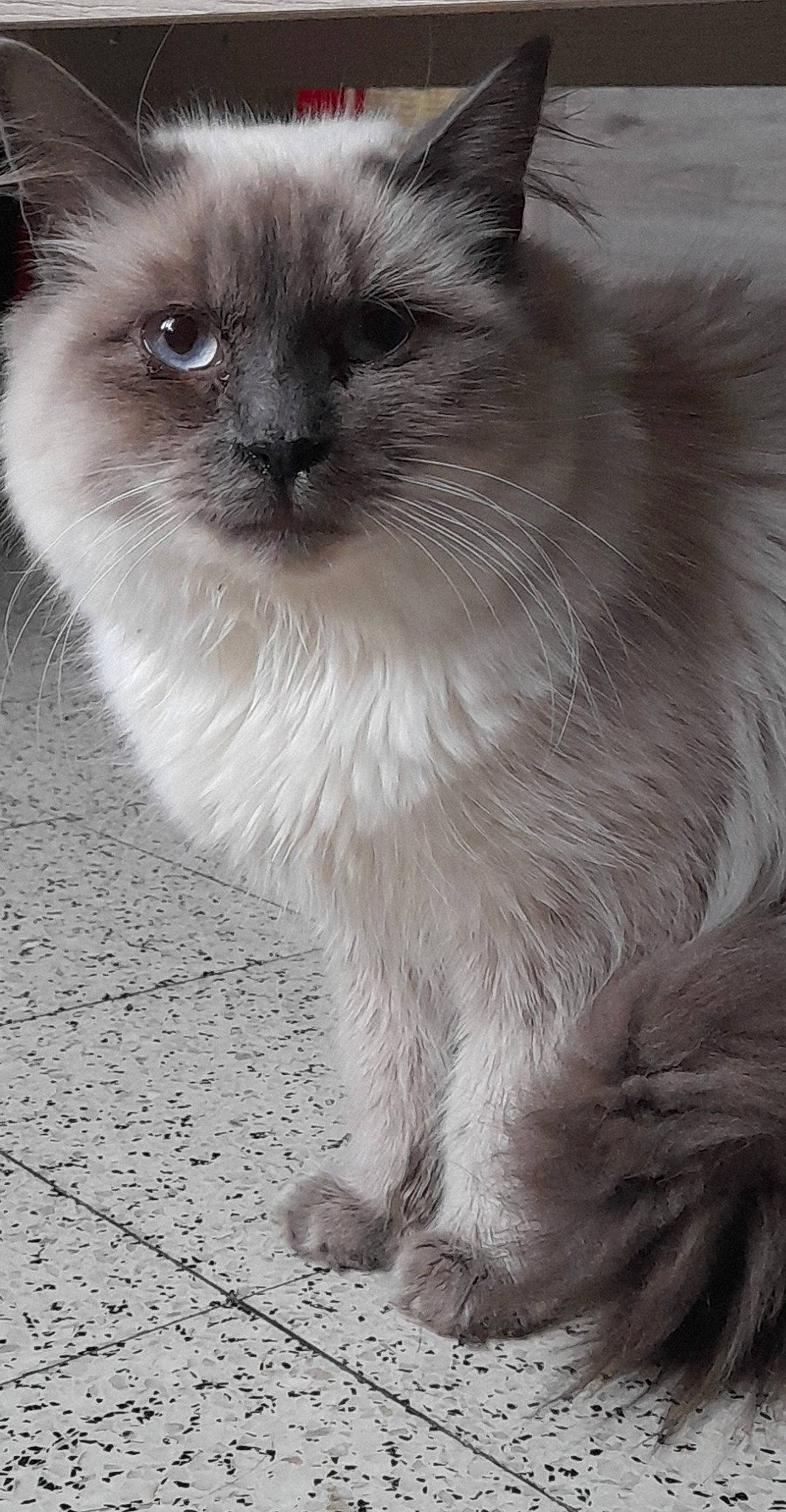 Rosi a rejoint le concours — aidez-le/la à gagner de superbes lots ! birman, carnivore, cat, close_up, fawn, felidae, flooring, fur, grey, iris, line, monochrome_photography, siamese, small_to_medium_sized_cats, snout, tail, terrestrial_animal, thai, whiskers, window