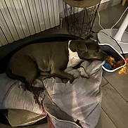 Thalia a rejoint le concours — aidez-le/la à gagner de superbes lots ! dog, blanket, bed, toy, floor, side_table, fan, indoor, pet, resting, cozy, brown_dog, white_markings, furniture, home, relaxing, comfort, sleeping_area, animal, domestic