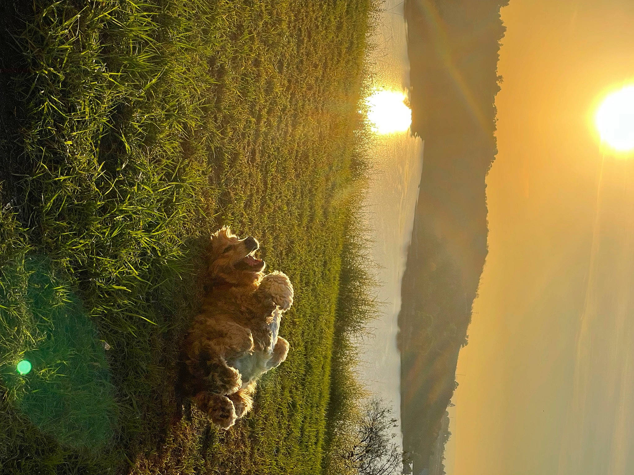 Copper is registered to the contest to win money with this photo: astronomical_object, backlighting, darkness, forest, grass, heat, landscape, lens_flare, light, people_in_nature, plant, reflection, shadow, sky, sunlight, tints_and_shades, tree, trunk, water, wood