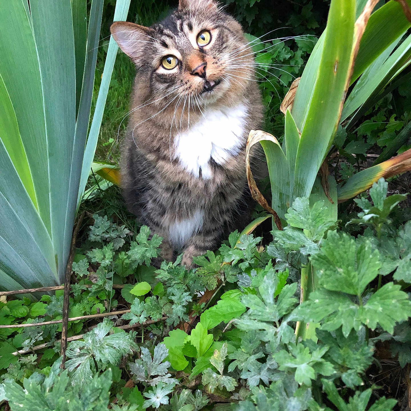 Bender joined the competition — help win amazing prizes! animal, cat, green, herbal, herbs, ivy, jar, jungle, kitten, leaf, manx, nature, outdoors, pet, plant, planter, pottedplant, pottery, soil, vegetation