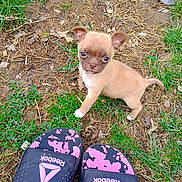 Bella joined the competition — help win amazing prizes! puppy, dog, grass, dirt, outdoor, footwear, sandals, reebok, cute, small, pet, animal, curious, brown, white_paw, young, nature, playful, looking_up, summer