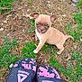 puppy, dog, grass, dirt, outdoor, footwear, sandals, reebok, cute, small, pet, animal, curious, brown, white_paw, young, nature, playful, looking_up, summer
