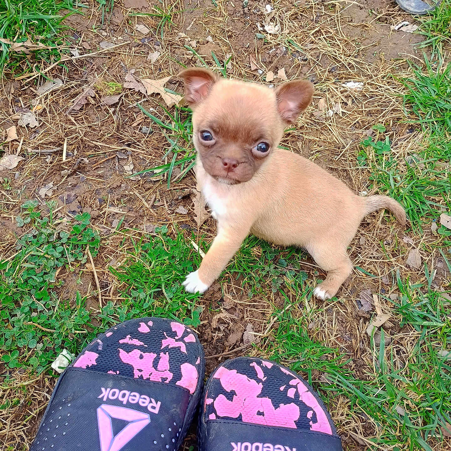 Bella joined the competition — help win amazing prizes! animal, brown, curious, cute, dirt, dog, footwear, grass, looking_up, nature, outdoor, pet, playful, puppy, reebok, sandals, small, summer, white_paw, young