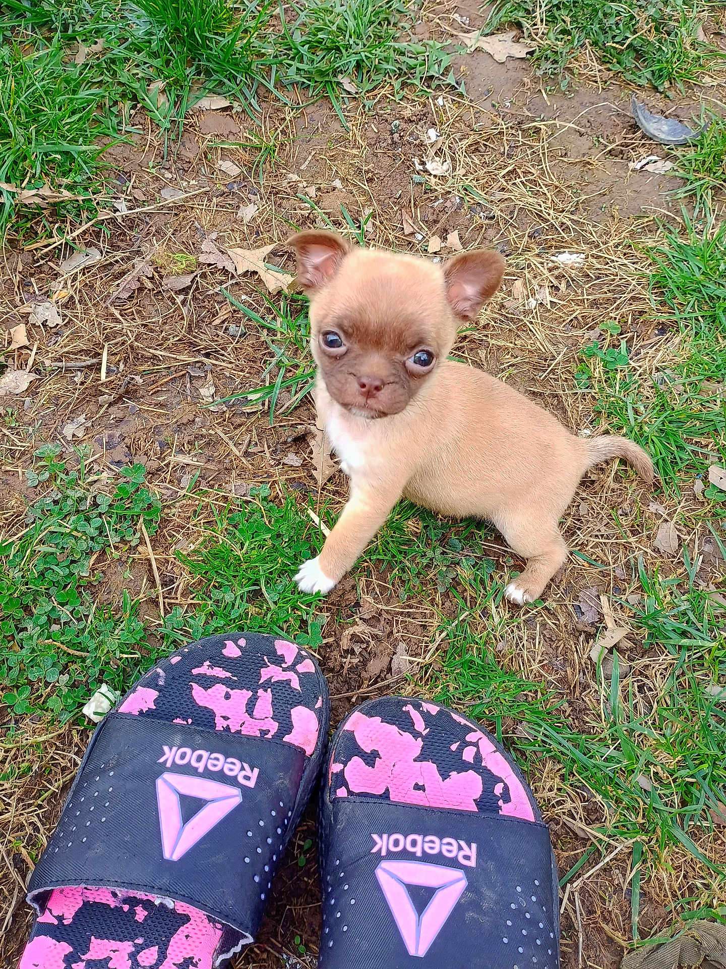 Bella joined the competition — help win amazing prizes! puppy, dog, grass, dirt, outdoor, footwear, sandals, reebok, cute, small, pet, animal, curious, brown, white_paw, young, nature, playful, looking_up, summer