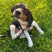 Theo joined the competition — help win amazing prizes! adorable, animal, black, brown, collar, cute, dog, ears, fur, grass, nature, outdoor, pet, playful, puppy, sitting, small, sunlight, white, young
