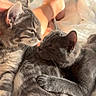 cat, cats, kitten, gray_cat, tabby_cat, solid_color_cat, pets, animals, cuddling, sleeping, relaxed, bed, bedroom, indoor, cozy, fur, whiskers, paws, human_feet, red_nail_polish