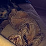Pouille Pouille participe au concours pour gagner de l'argent avec cette photo : cat, tabby_cat, pet, animal, feline, lying_down, blanket, soft, cozy, indoor, window, light, fur, whiskers, relaxed, cute, eyes, paws, bed, resting