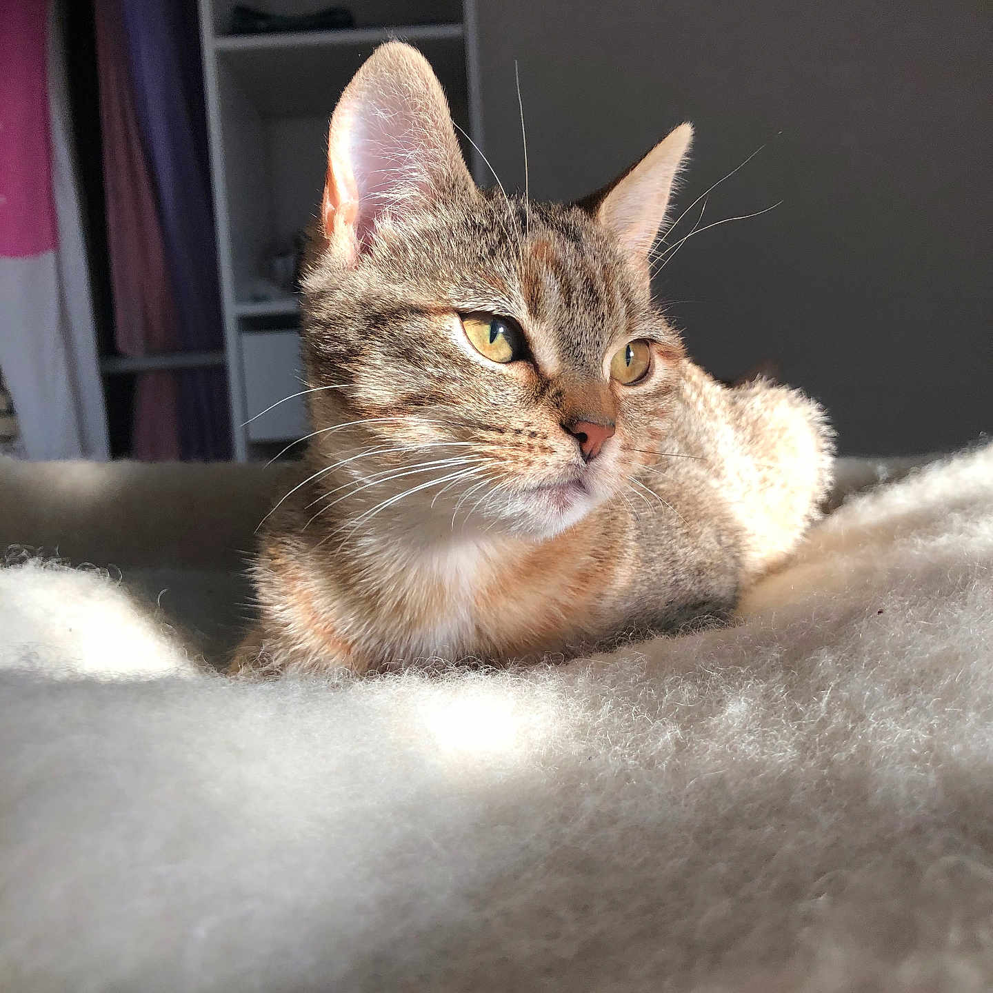 Pouille Pouille participe au concours pour gagner de l'argent avec cette photo : animal, blanket, cat, closeup, cozy, curtains, domestic, ears, feline, fur, indoor, pet, relaxation, resting, shelf, soft_light, sunlight, tabby, whiskers, yellow_eyes