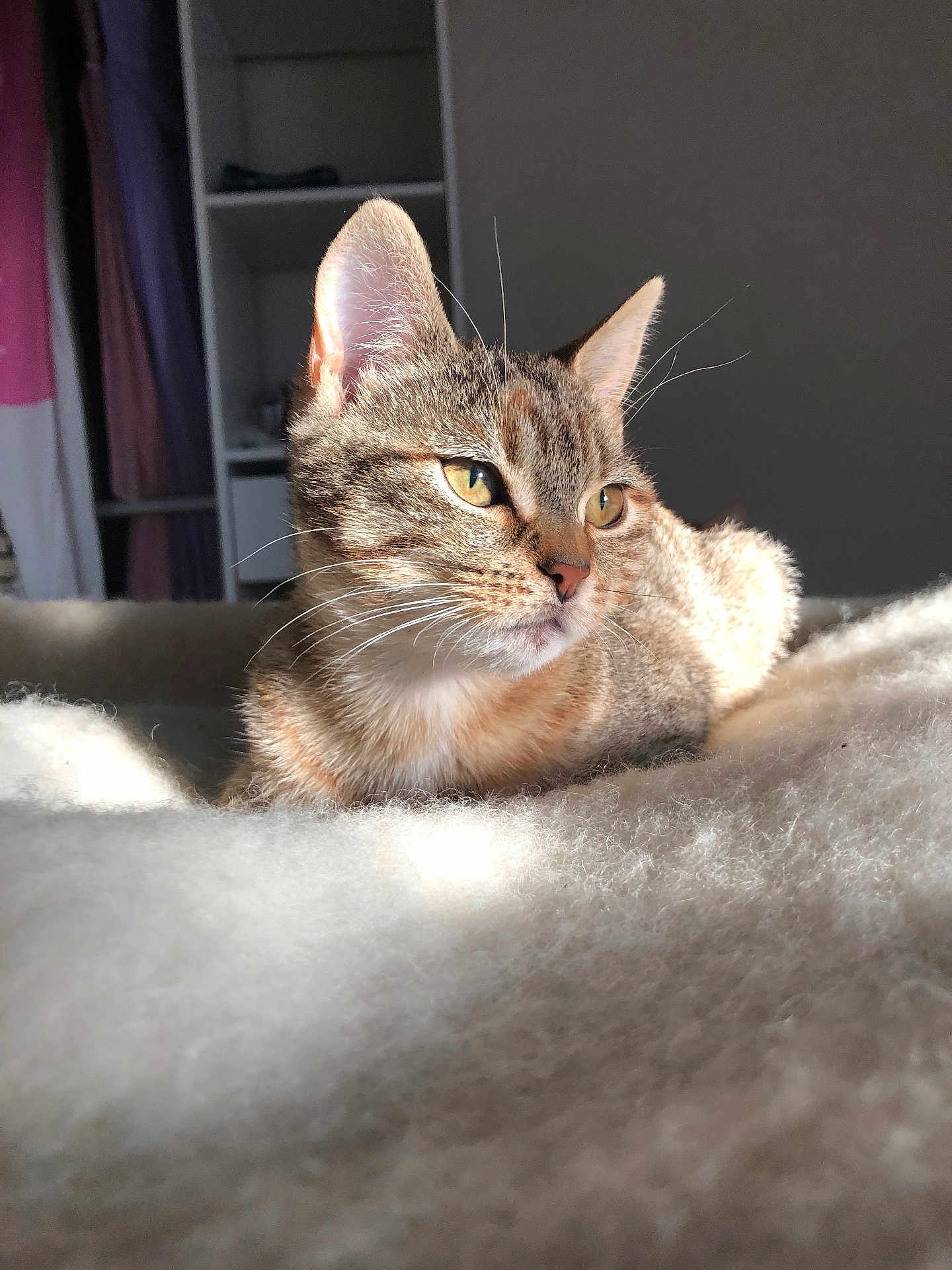 Pouille Pouille participe au concours pour gagner de l'argent avec cette photo : cat, tabby, indoor, sunlight, blanket, feline, pet, resting, cozy, closeup, whiskers, ears, fur, yellow_eyes, shelf, curtains, soft_light, relaxation, animal, domestic