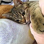 Pouille Pouille participe au concours pour gagner de l'argent avec cette photo : cat, tabby, pet, animal, feline, bed, blanket, plush_toy, resting, paw, closeup, indoor, cute, fur, whiskers, relaxed, sleepy, soft, comfort, domestic