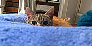 Pouille Pouille a rejoint le concours — aidez-le/la à gagner de superbes lots ! cat, tabby_cat, orange_cat, blanket, blue, peeking, wide_eyes, indoor, living_room, cozy, curious, furniture, television, wooden, ears, fur, animal, pet, relaxed, home
