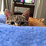 cat, tabby_cat, orange_cat, blanket, blue, peeking, wide_eyes, indoor, living_room, cozy, curious, furniture, television, wooden, ears, fur, animal, pet, relaxed, home