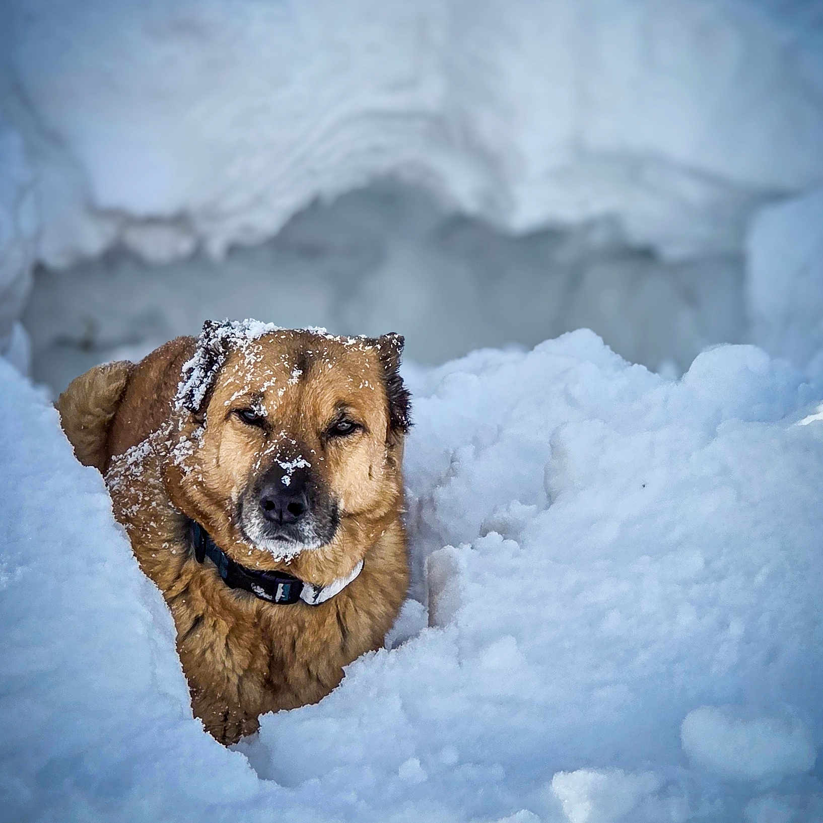Unik participe au concours pour gagner de l'argent avec cette photo : dog, snow, winter, outdoor, cold, frost, brown_fur, animal, pet, collar, portrait, closeup, face, eyes, nose, snowdrift, landscape, natural_light, adventure, funny