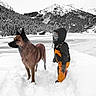 Unik a rejoint le concours — aidez-le/la à gagner de superbes lots ! dog, child, snow, winter, mountains, frozen_lake, forest, pine_trees, skiing, winter_clothing, helmet, goggles, outdoors, alpine, landscape, snowy, adventure, standing, nature, photography