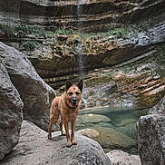 Unik participe au concours pour gagner de l'argent avec cette photo : dog, canine, brown_dog, outdoors, waterfall, mountain, canyon, rock, pool, nature, adventure, hiking, travel, landscape, water, wet_fur, standing, happy, portrait, scenic
