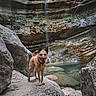 dog, canine, brown_dog, outdoors, waterfall, mountain, canyon, rock, pool, nature, adventure, hiking, travel, landscape, water, wet_fur, standing, happy, portrait, scenic