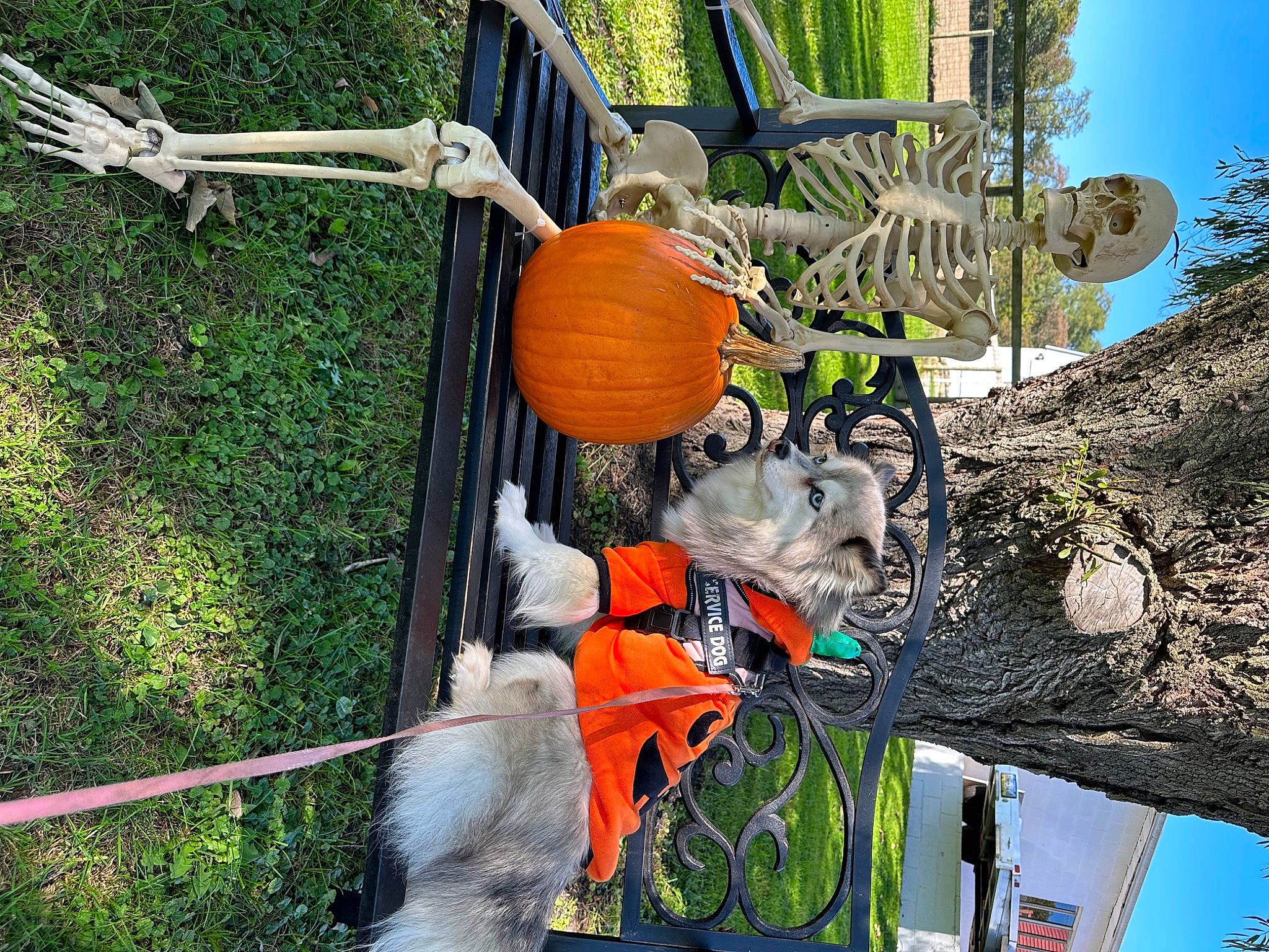 Everest joined the competition — help win amazing prizes! _and_melon_family, _gourd, calabaza, cucumber, cucurbita, fruit, gourd, green, lifebuoy, local_food, natural_foods, plant, porch, produce, pumpkin, sky, squash, tree, vegetable, winter_squash