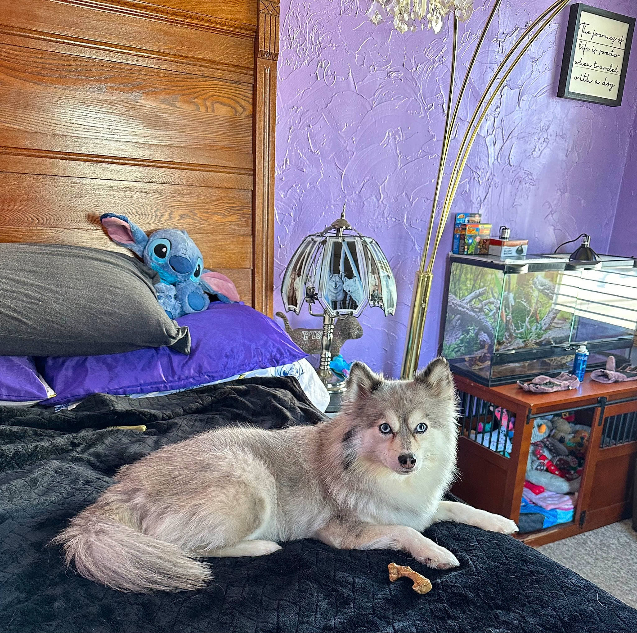 Everest is registered to the contest to win money with this photo: blue, carnivore, cat, companion_dog, couch, domestic_short_haired_cat, door, fawn, felidae, fur, house, linens, picture_frame, purple, room, small_to_medium_sized_cats, table, tail, whiskers, wood
