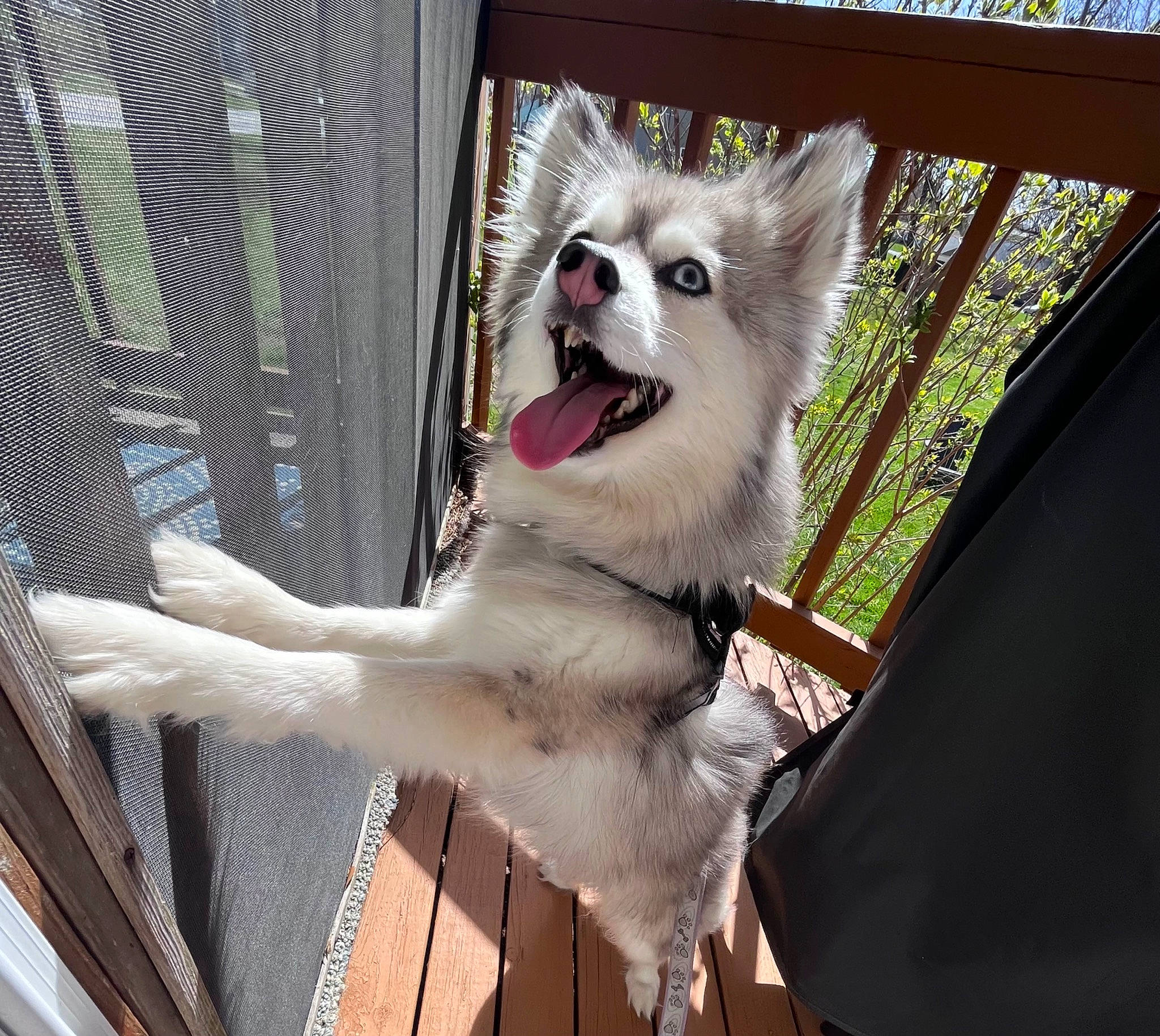 Everest joined the competition — help win amazing prizes! canidae, carnivore, collar, companion_dog, corgi_chihuahua, dog, dog_breed, dog_supply, fawn, felidae, fur, metal, pet_supply, snout, tail, terrestrial_animal, toy_dog, tree, twig, whiskers