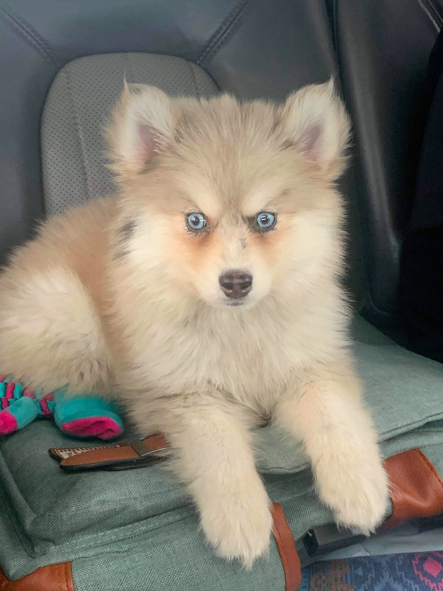 Everest joined the competition — help win amazing prizes! ancient_dog_breeds, canidae, carnivore, companion_dog, dog, dog_breed, dog_supply, fawn, fur, german_spitz, german_spitz_klein, german_spitz_mittel, non_sporting_group, pomeranian, spitz, toy_dog, volpino_italiano, whiskers, working_animal