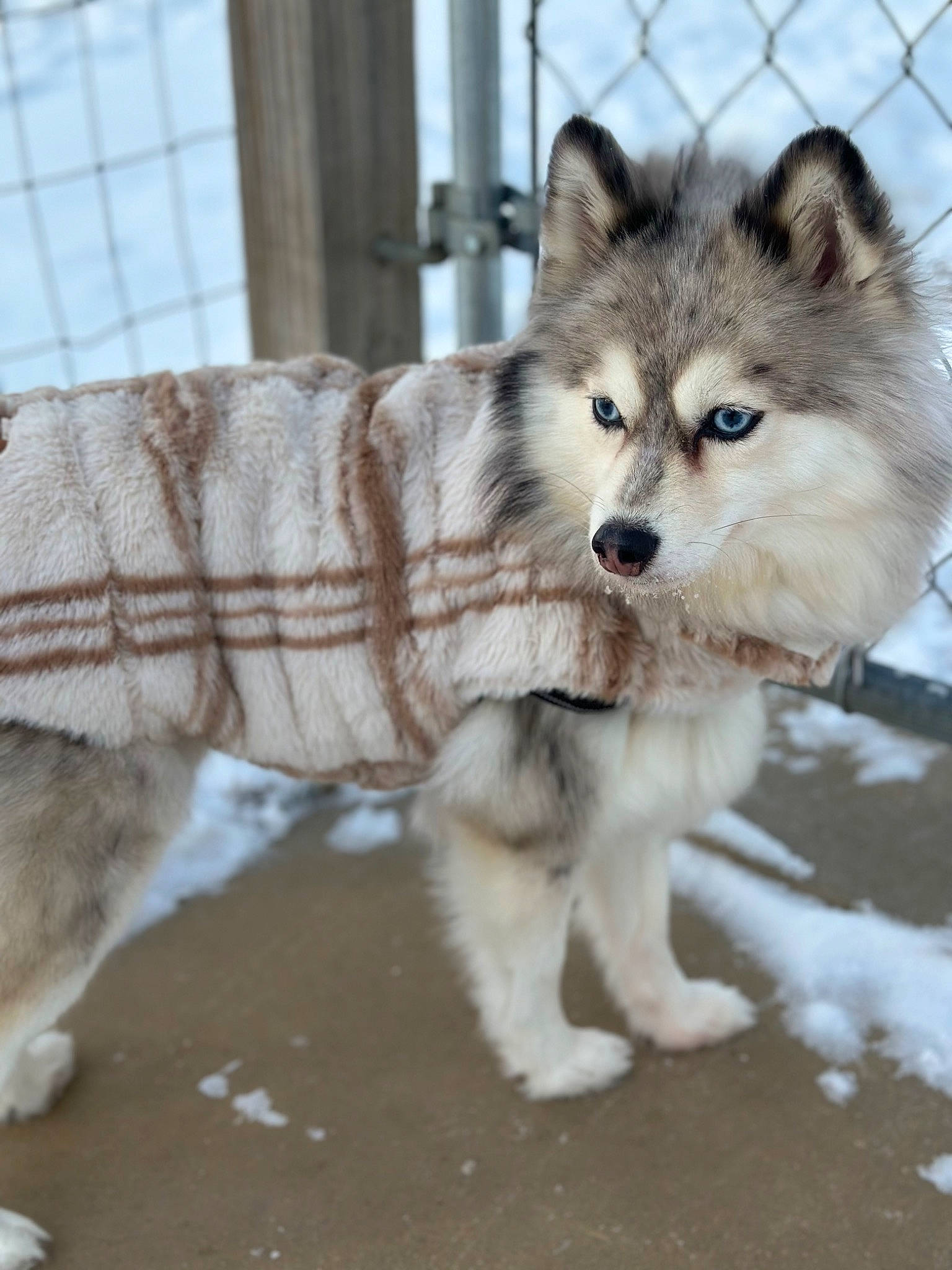 Everest is registered to the contest to win money with this photo: ancient_dog_breeds, canidae, canis, carnivore, companion_dog, dog, dog_breed, fur, puppy, sled_dog, snout, snow, sporting_group, tail, terrestrial_animal, whiskers, wildlife, winter, wolf, working_dog