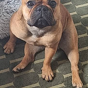 Gaston participe au concours pour gagner de l'argent avec cette photo : dog, french_bulldog, pet, indoor, carpet, floor, fur, ears, paw, canine, animal, bed, cozy, looking, brown, closeup, cute, companion, sitting, attention