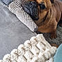 Gaston a rejoint le concours — aidez-le/la à gagner de superbes lots ! dog, french_bulldog, pet, indoor, cozy, cushion, blanket, floor, tile_floor, fur, ears, looking_up, brown_dog, texture, home, comfort, resting, animal, canine, companion