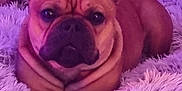 Gaston participe au concours pour gagner de l'argent avec cette photo : french_bulldog, dog, pet, animal, indoor, fluffy_rug, purple_lighting, resting, cute, canine, mammal, relaxed, portrait, fur, ears, snout, companion, domestic_animal, lying_down, floor_tiles