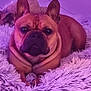 french_bulldog, dog, pet, animal, indoor, fluffy_rug, purple_lighting, resting, cute, canine, mammal, relaxed, portrait, fur, ears, snout, companion, domestic_animal, lying_down, floor_tiles