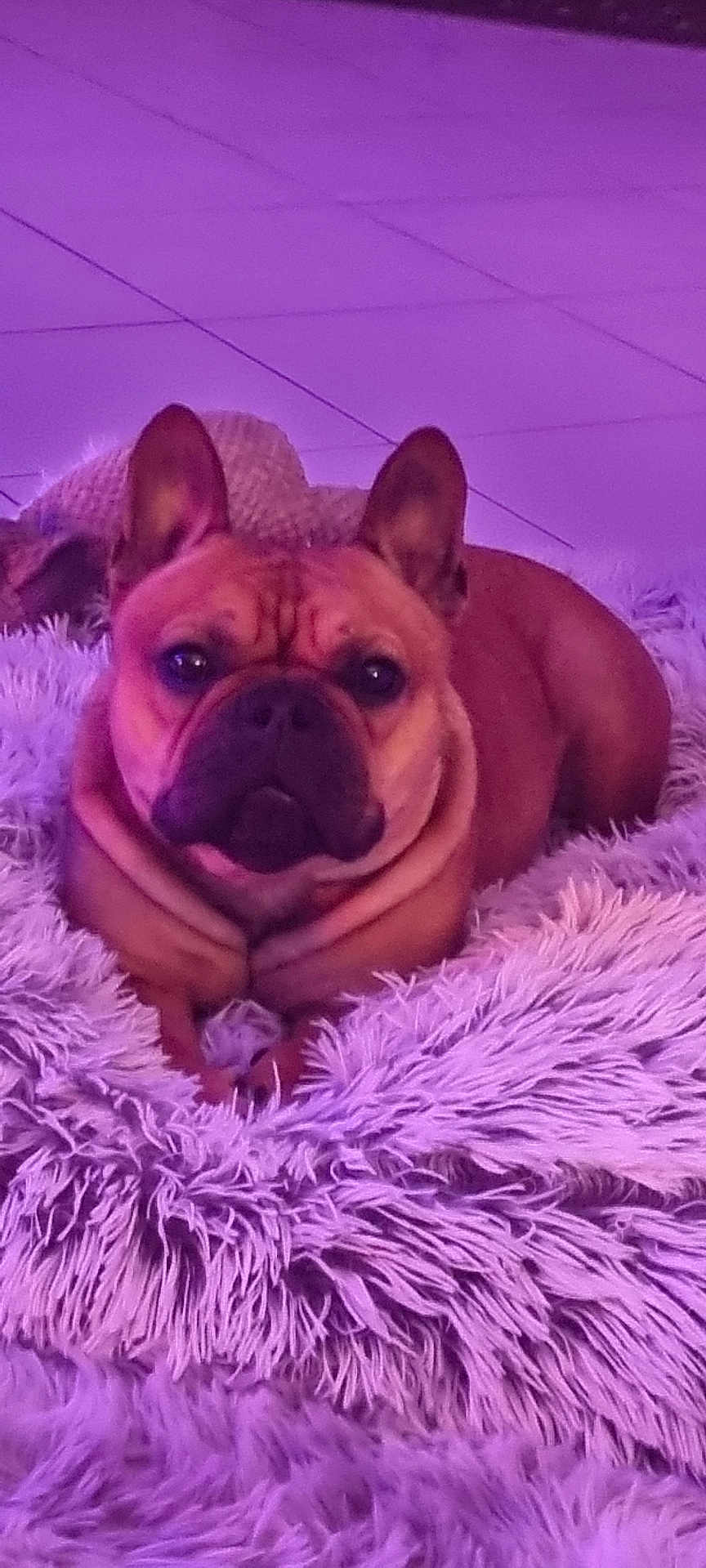 Gaston