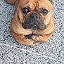 Gaston a rejoint le concours — aidez-le/la à gagner de superbes lots ! dog, french_bulldog, pet, animal, brown, ears, paws, outdoor, pebbles, laying, cute, looking_up, fur, closeup, face, snout, eyes, resting, companion, canine
