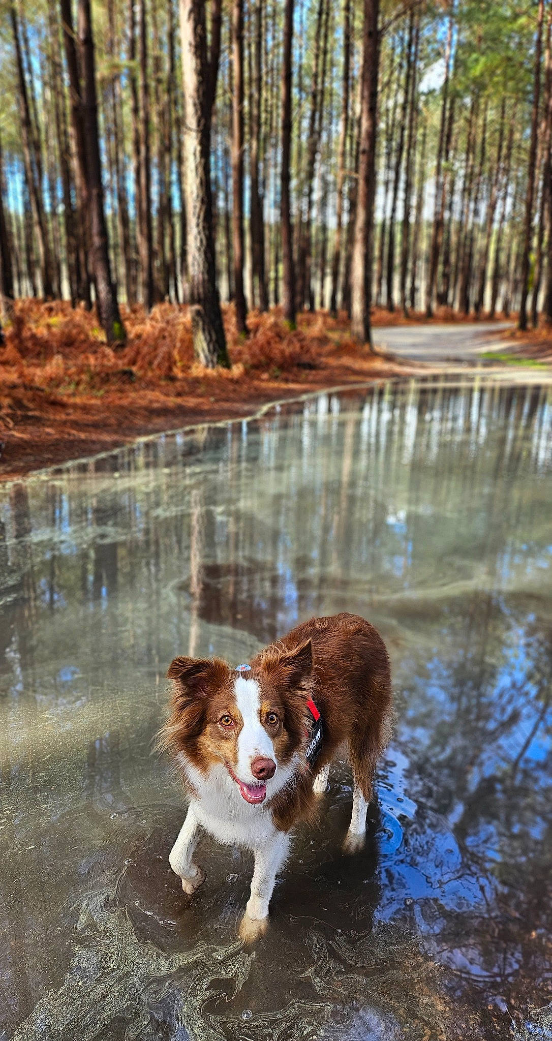 Suki a rejoint le concours — aidez-le/la à gagner de superbes lots ! bank, carnivore, companion_dog, dog, dog_breed, fawn, herding_dog, lake, liver, natural_landscape, nature, plant, tail, tree, trunk, water, watercourse, window, wood, working_animal