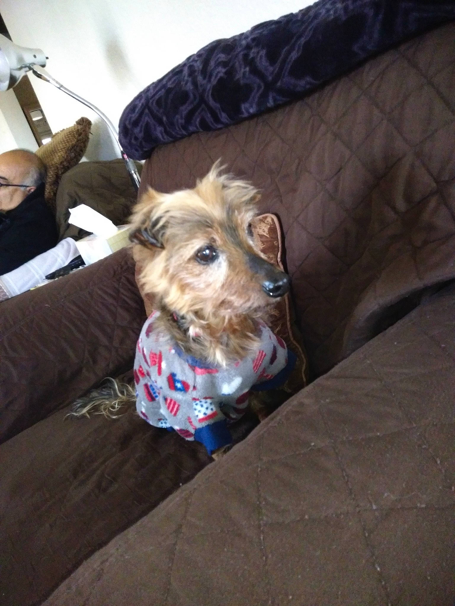 Snickers joined the competition — help win amazing prizes! canidae, carnivore, collar, comfort, companion_dog, couch, dog, dog_breed, dog_clothes, dog_supply, fawn, fur, lap, leash, sitting, small_terrier, sporting_group, terrier, toy_dog, working_animal