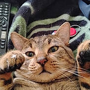 Charlie Brown joined the competition — help win amazing prizes! cat, tabby_cat, pet, animal, paws, close_up, lying_down, whiskers, ears, fur, domestic_animal, indoor, blanket, remote_control, striped, cute, relaxed, face, eyes, nose