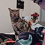 cat, tabby_cat, person, face, bed, blanket, indoor, flower_vase, flowers, furniture, wall, jewelry_holder, necklace, curious, pet, animal, cozy, patterned_blanket, casual, home