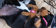 Cheyenne is registered to the contest to win money with this photo: dog, cat, floor, leash, pink_collar, wooden_floor, cuddling, black_and_tan_dog, black_and_white_cat, chair_wheel, wires, indoor, pet, sleeping_dog, resting_cat, animal, close_contact, paw, collar, playful