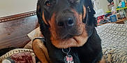 Cheyenne joined the competition — help win amazing prizes! animal, bed, black_and_tan, blanket, bottle, close_up, collar, digital_clock, dog, furniture, indoor, lamp, minnie_mouse, mug, pet, picture_frame, portrait, resting, table, tag