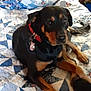 animal, bed, black, brown, canine, collar, companion, dog, domestic, fur, indoor, pattern, paw, person, pet, phone, quilt, relaxing, resting, rottweiler