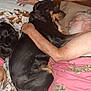 adult, animal, bed, black_dog, blanket, companion, cozy, cuddling, dog, fur, human_animal_interaction, indoors, leisure, man, pet, pillow, relaxation, rest, senior, sleeping