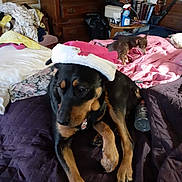 Cheyenne is registered to the contest to win money with this photo: dog, small_dog, cat, bed, blanket, quilt, hat, indoor, furniture, dresser, lamp, pillow, clothing, bottle, pet, animal, resting, sleeping, cozy, home