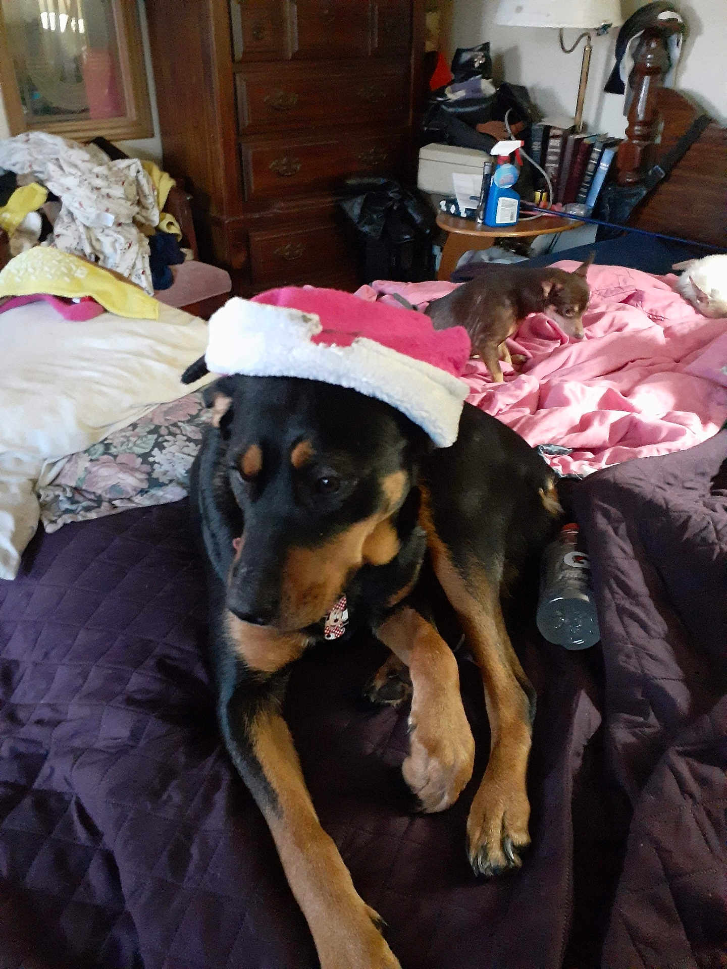 Cheyenne