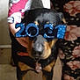 dog, glasses, person, hand, floral_pants, indoor, black_dog, brown_dog, year_glasses, 2021, costume, pet, animal, floor, wall, holding, celebration, blurred, portrait, funny_glasses