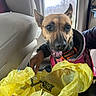 Cookie joined the competition — help win amazing prizes! dog, pet, car_interior, seat, jacket, hand, yellow_plastic_bag, window, happy, tongue_out, small_dog, seat_back, clothing, animal, looking, indoor, transportation, brown_dog, canine, person_hand